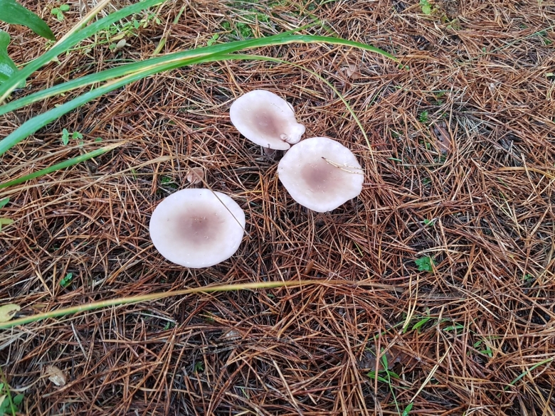 Млечник обыкновенный