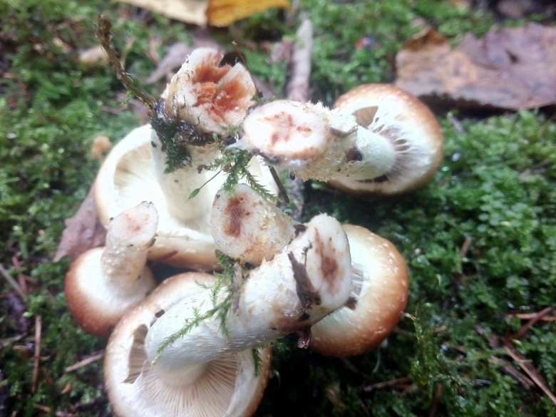 Pholiota astragalina
