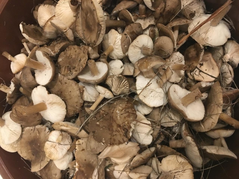 Меланолеука полосатоножковая гриб