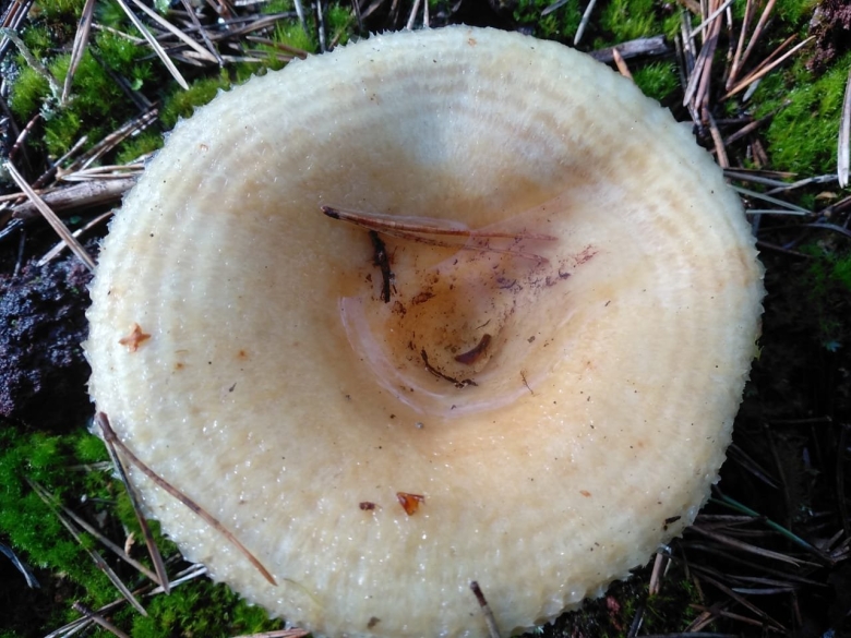 Лисички горчат после заморозки