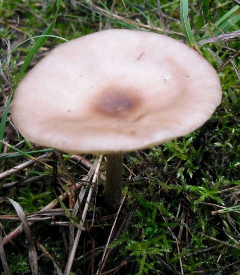 Меланолеука коротконожковая