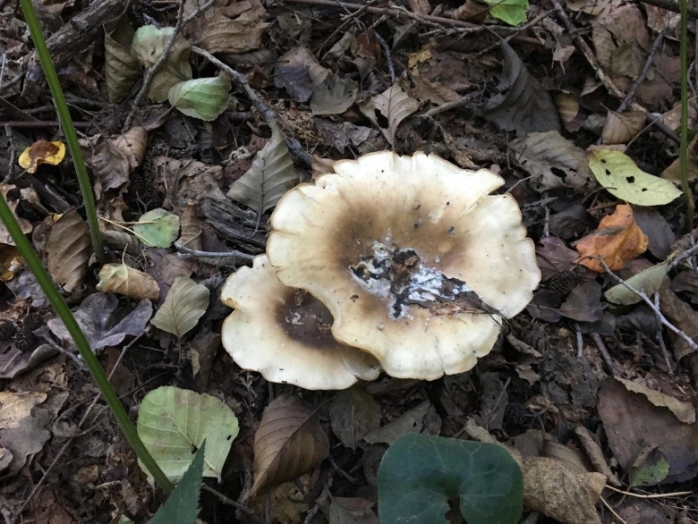 Грибы Меланолеука коротконожковая