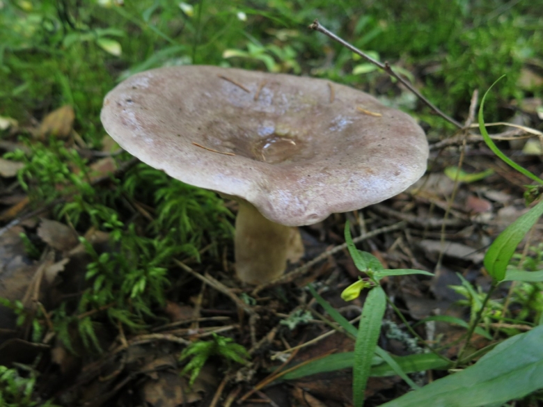 Лозянка гриб фото