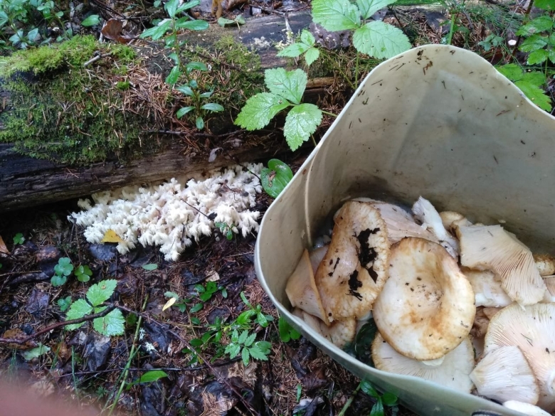 Ирина гриб Питер