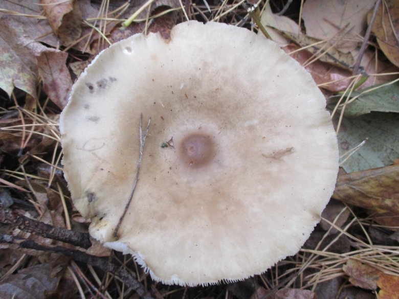 Меланолеука полосатоножковая melanoleuca grammopodia