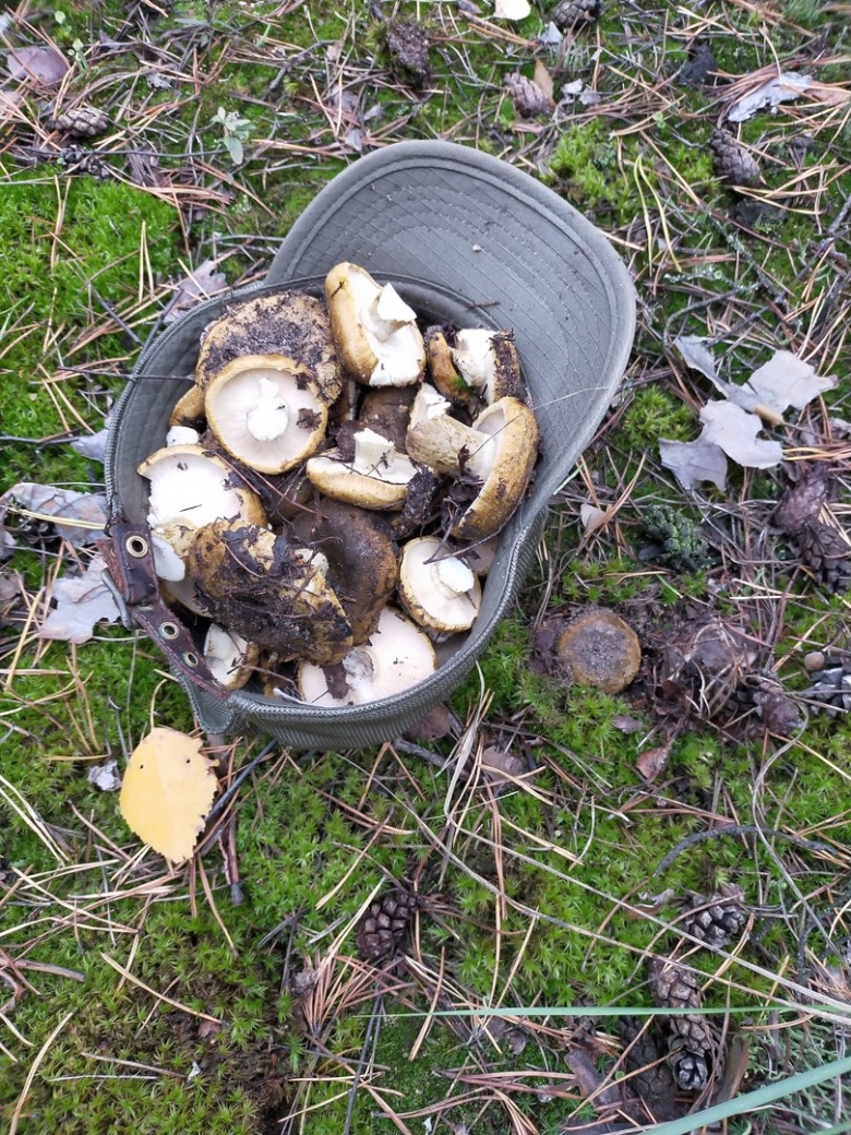 Черные грузди