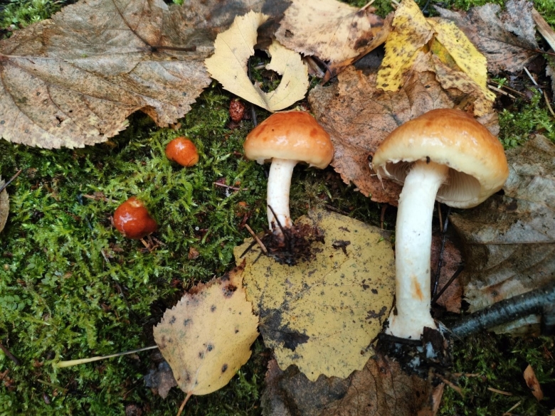 Калужская область грибы в лесах фото