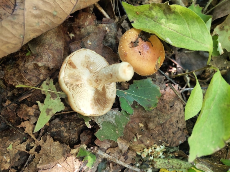 Лозянка гриб фото