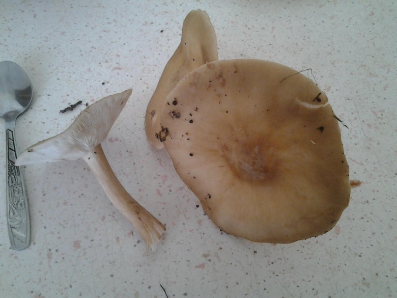 Подкарагачник гриб