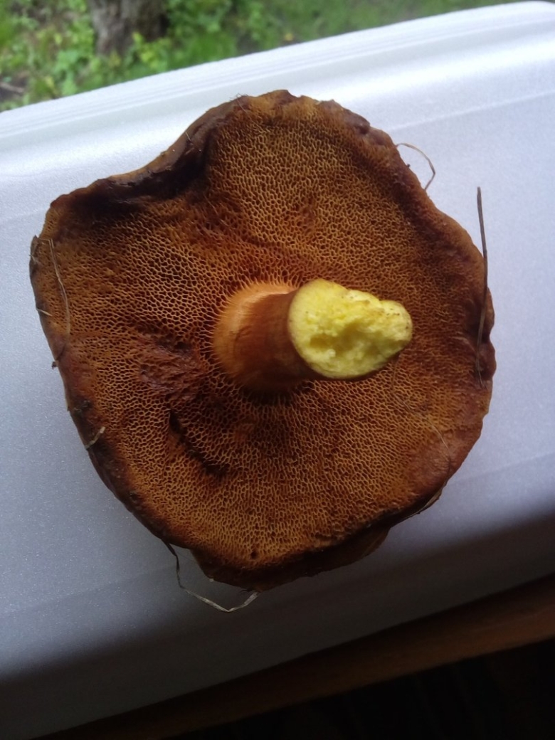 Подореховик гриб