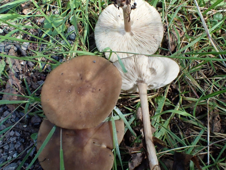 Грибы Меланолеука коротконожковая