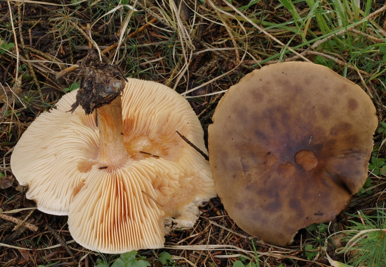 Меланолеука коротконожковая