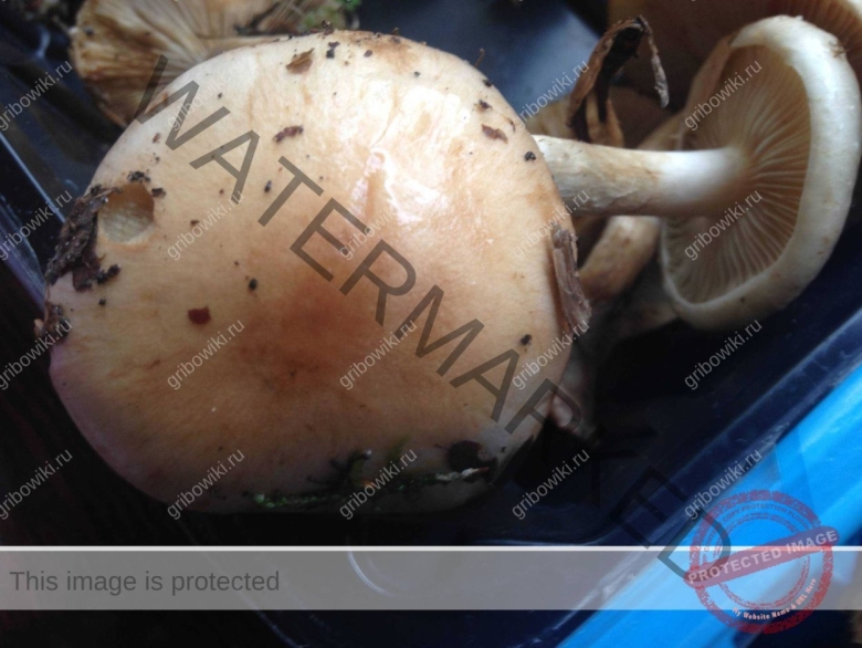 Шампиньон полевой