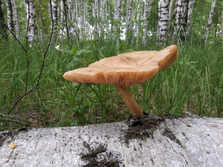 Гриб подорожник