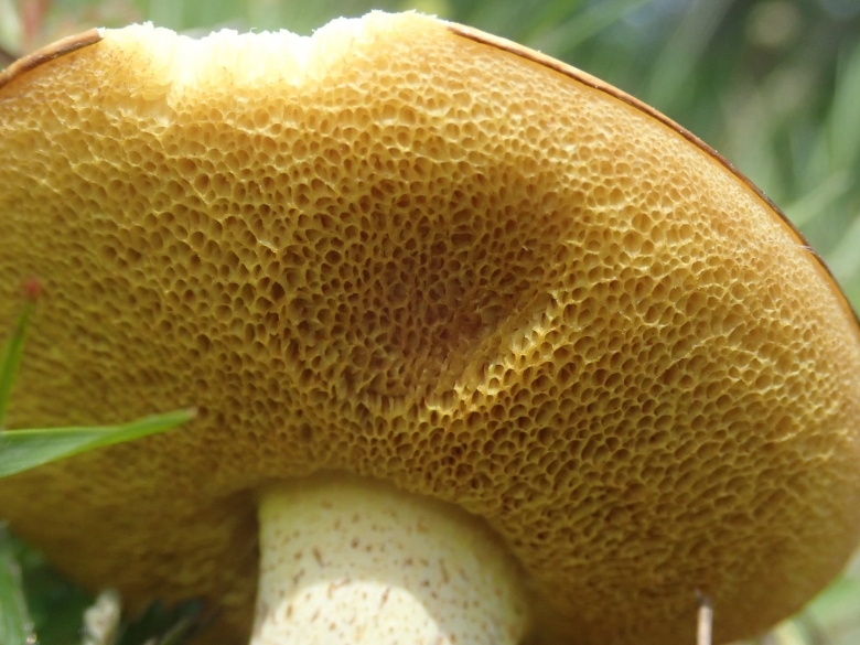 Suillus granulatus