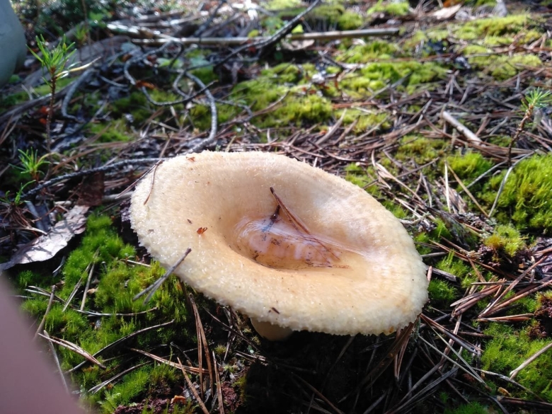 Гладушка гриб фото