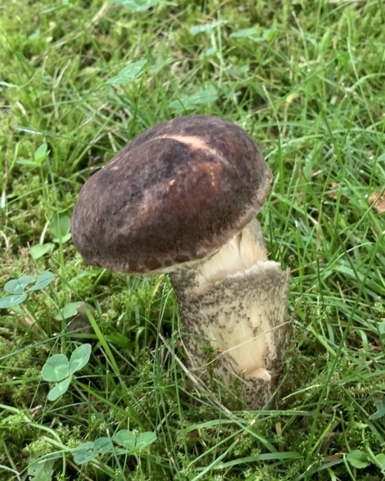 Четыре подберезовика