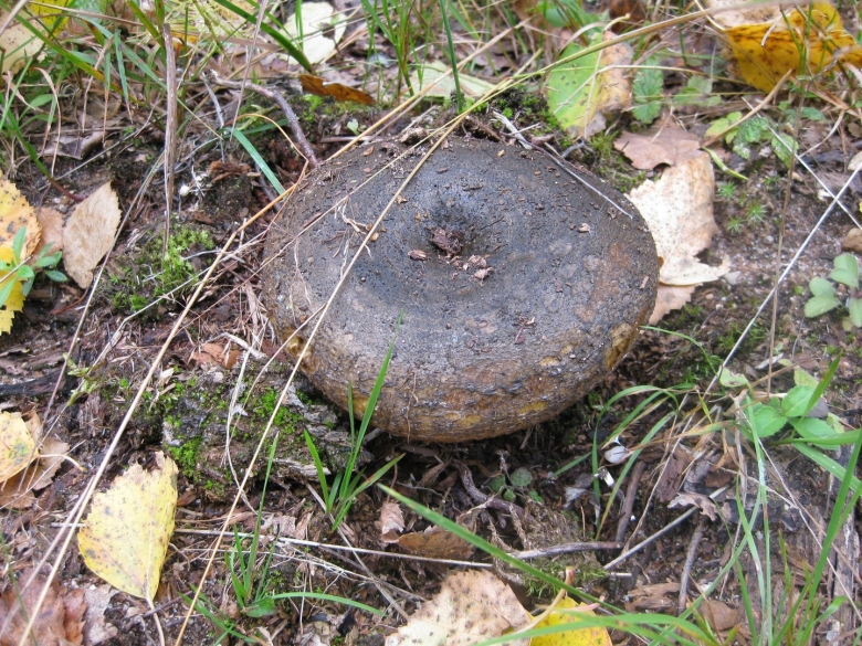 Чёрный груздь фото