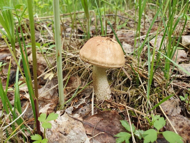 Грибы в Челябинской области