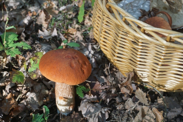 Грибы паутинники съедобные