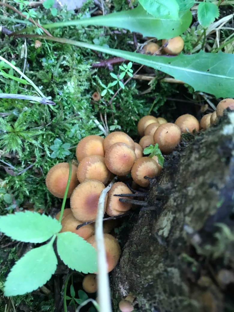 Грибы Ленобласти