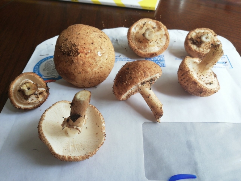 Лепиота розоватая описание