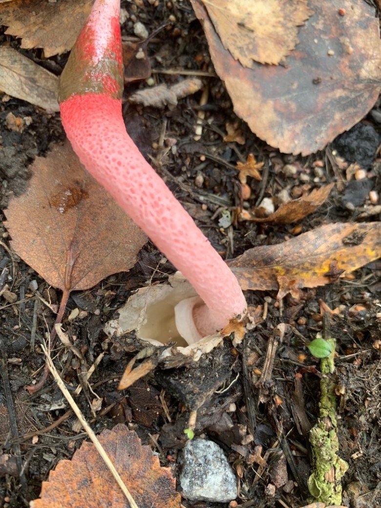 Гриб Мутинус Равенелли