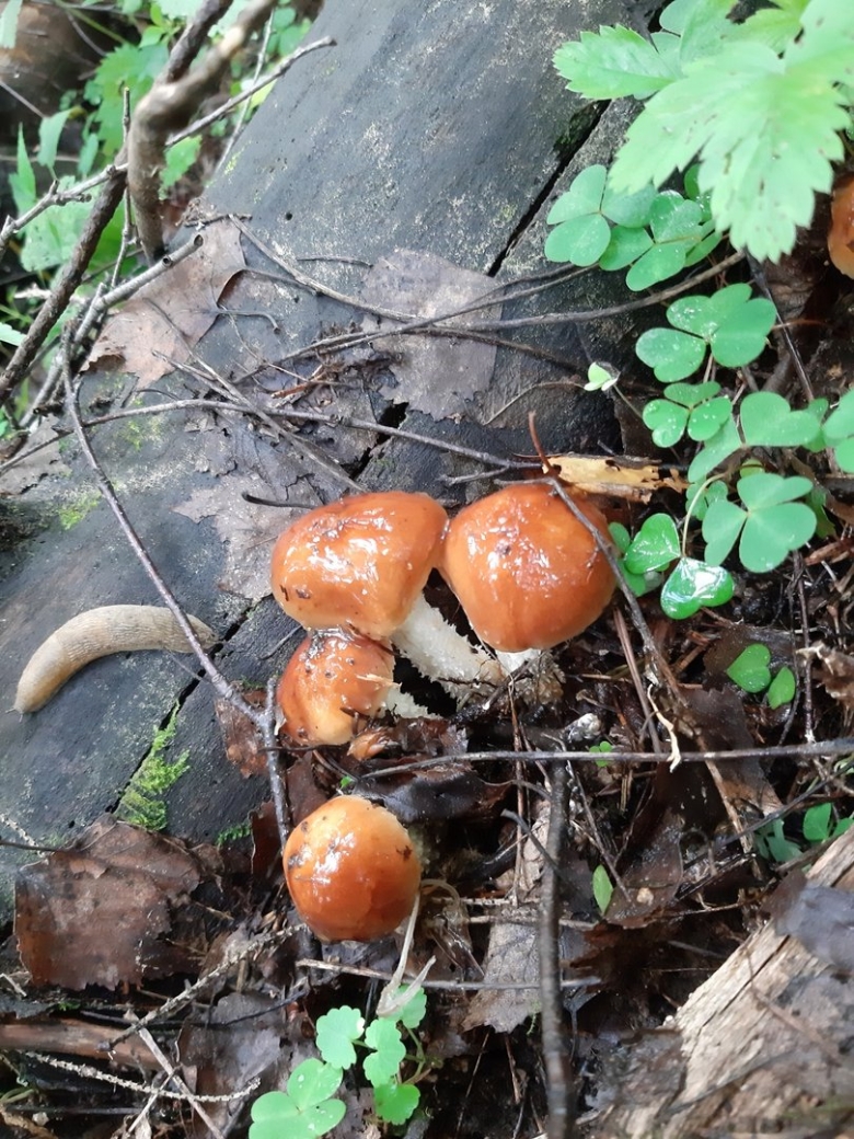 Чешуйчатка слизистая Pholiota lubrica