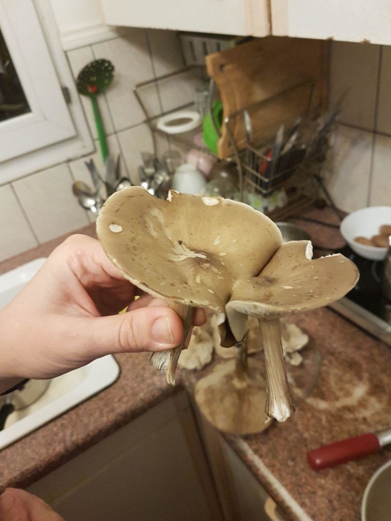 Меланолеука полосатоножковая melanoleuca grammopodia