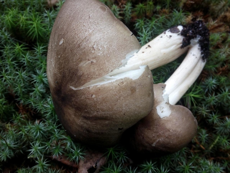 Megacollybia platyphylla