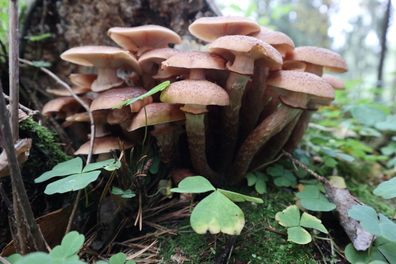 Лиофиллум симедзи