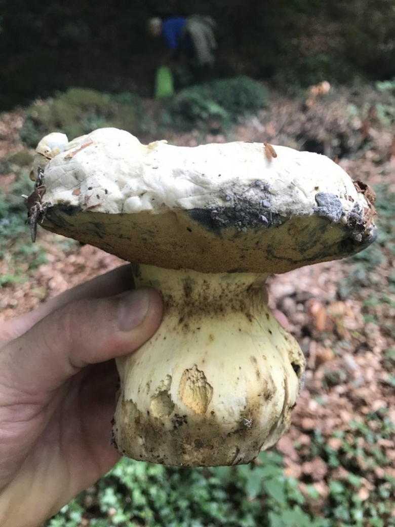 Боровик коренастый Boletus radicans