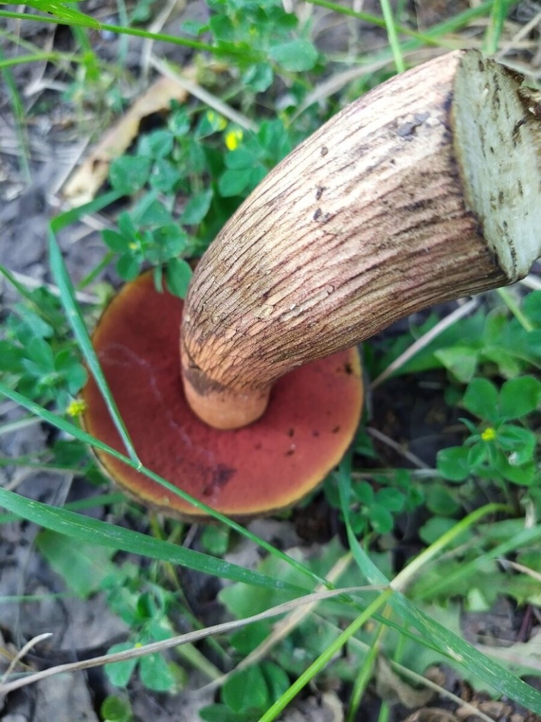 Поддубовик гриб