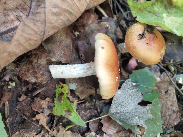 Чешуйчатка гаревая гриб