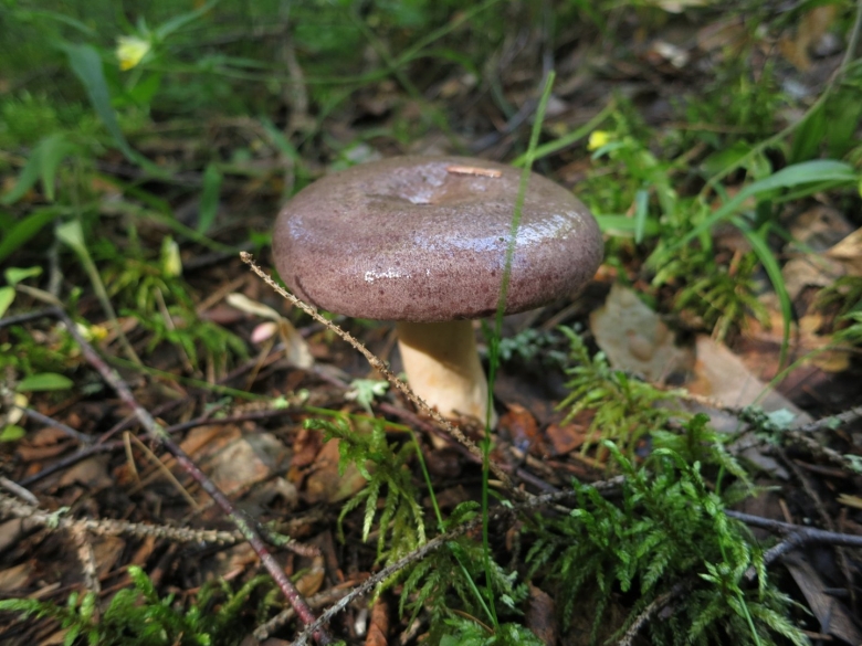 Гладушка гриб фото