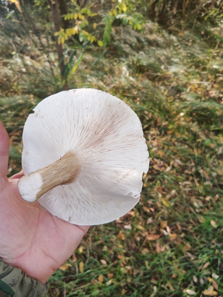 Меланолеука полосатоножковая melanoleuca grammopodia