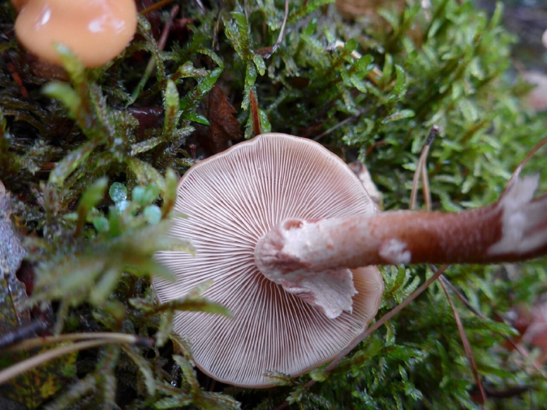 Kuehneromyces mutabilis