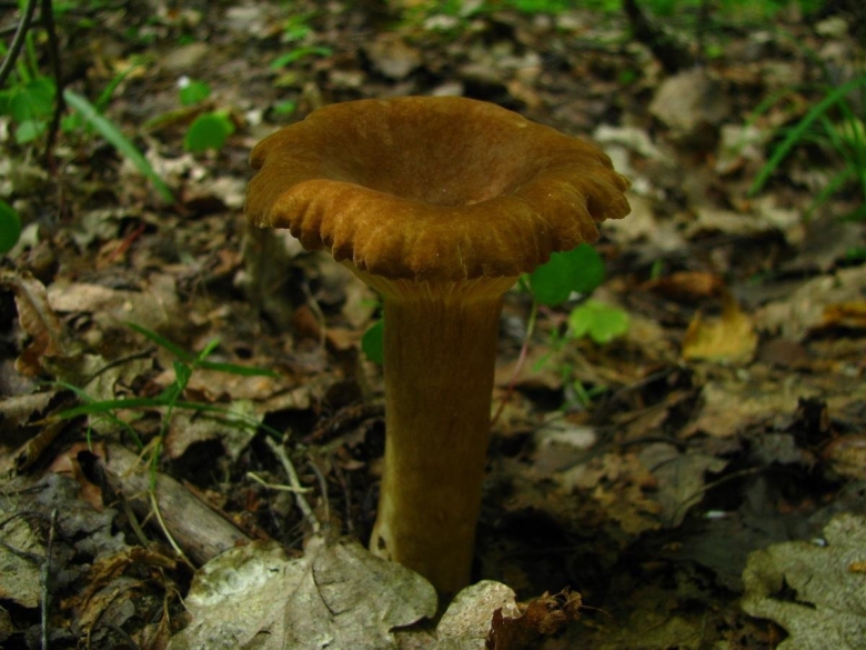 Млечник буроватый - lactarius fuliginosus..