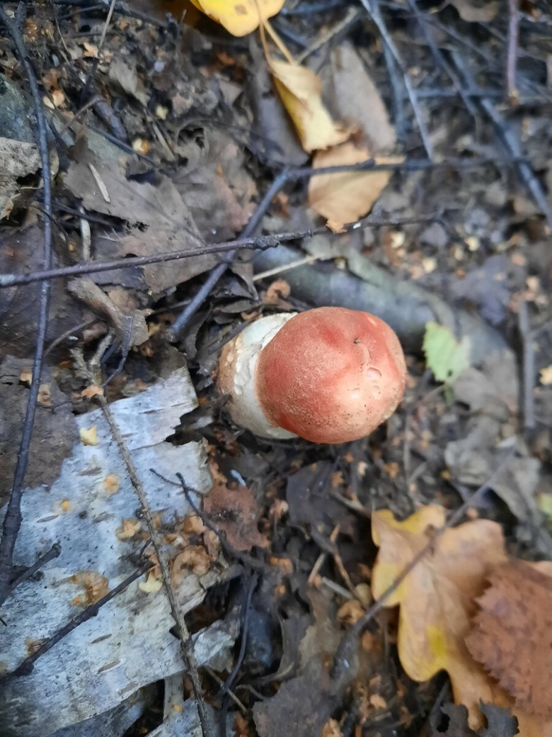 Гриб подосиновик