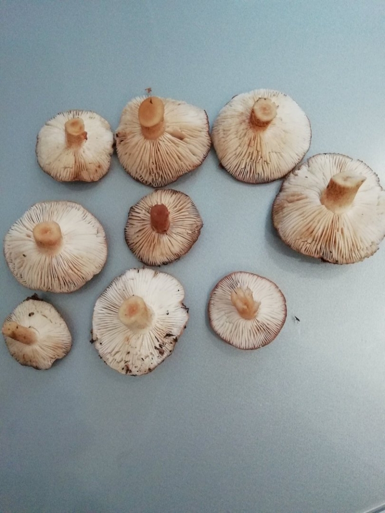 Лозянки грибы фото