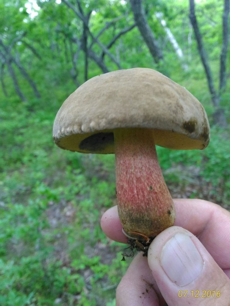 Обабок Дальневосточный гриб