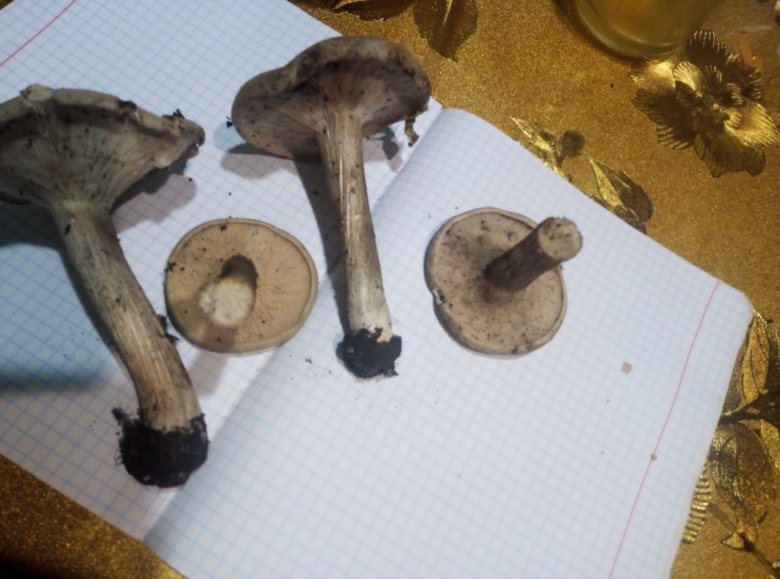 Меланолеука полосатоножковая melanoleuca grammopodia