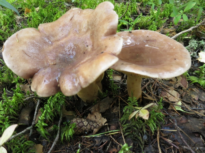 Гладушка гриб фото