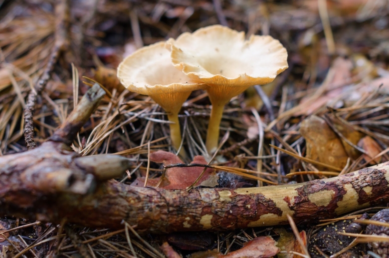 Гриб подорожник съедобный