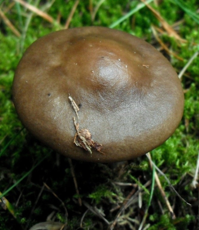 Меланолеука коротконожковая