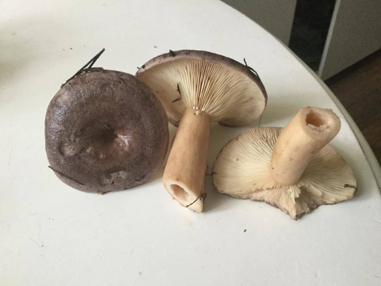 Гладыш млечник обыкновенный Lactarius trivialis