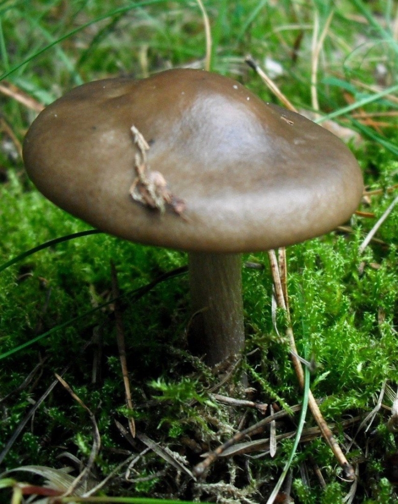 Меланолеука коротконожковая