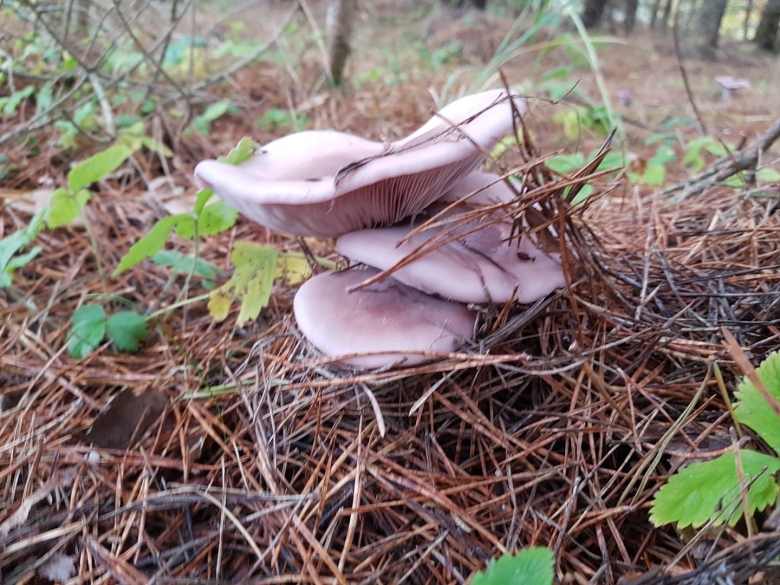 Гриб рядовка фиолетовая