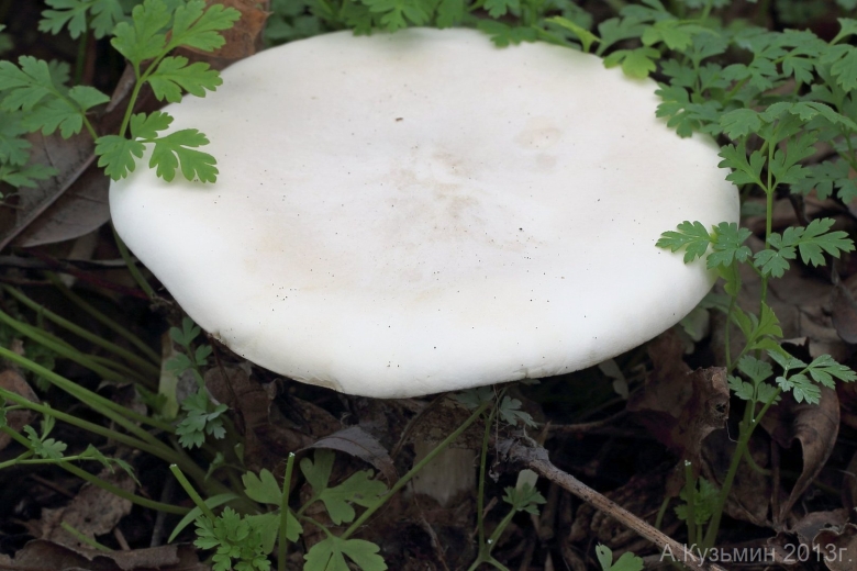 Меланолеука коротконожковая