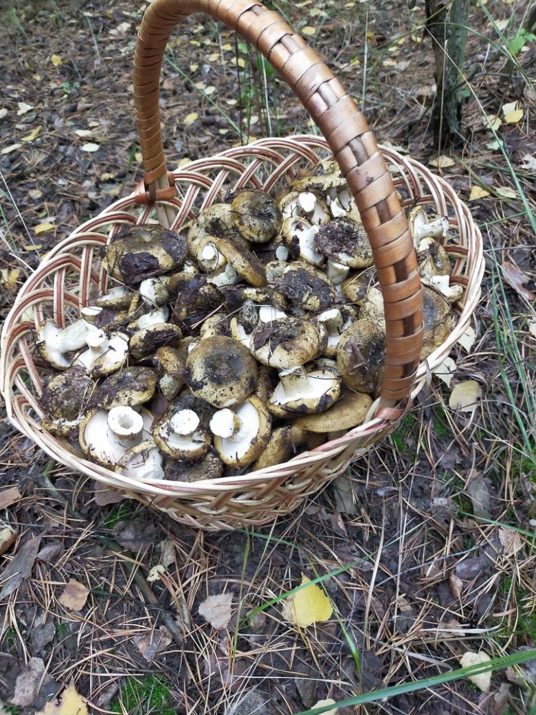 Гриб черный груздь